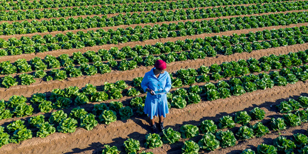 Sectors_Webinars_Agriculture_in_Africa_Landscape_600x300_43918.jpg