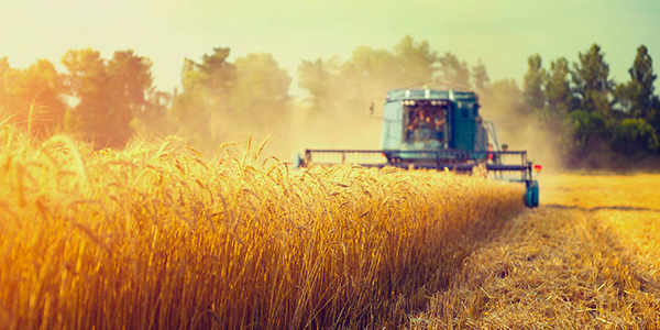 Harvest image